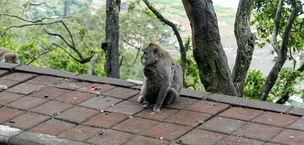 Observação Comportamento Hábitos Macacos Silvestres Nas Florestas Selvas Mundo — Fotografia de Stock