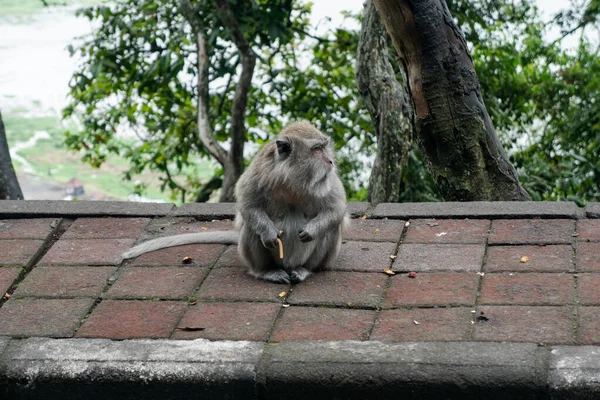 Observação Comportamento Hábitos Macacos Silvestres Nas Florestas Selvas Mundo — Fotografia de Stock