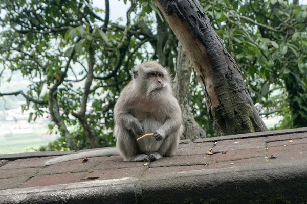 Observación Del Comportamiento Hábitos Los Monos Salvajes Los Bosques Selvas —  Fotos de Stock