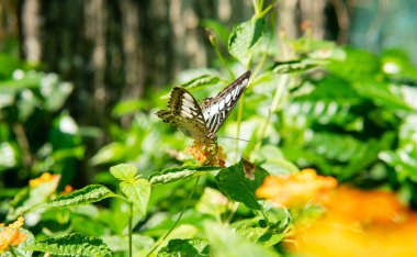 Yaşam ortamında kelebekler uçuşuyor.