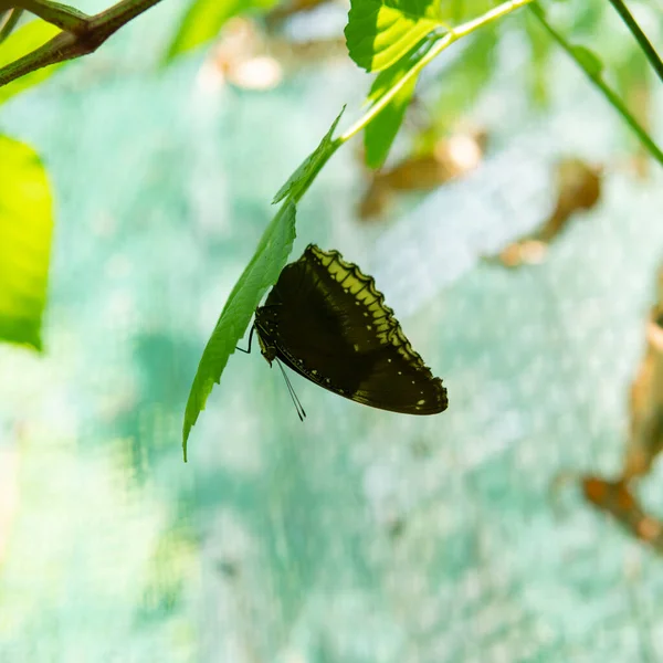 tropical butterfly sitting on a plant, studying the habits of butterflies in the habitat