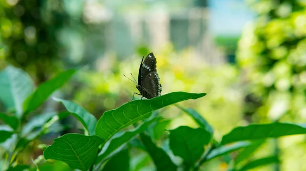 tropical butterfly sitting on a plant, studying the habits of butterflies in the habitat