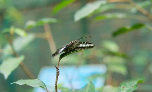 Papillon Tropical Assis Sur Une Plante Étudiant Les Habitudes Des — Photo