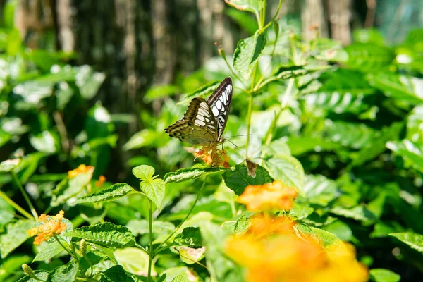 tropical butterfly sitting on a plant, studying the habits of butterflies in the habitat