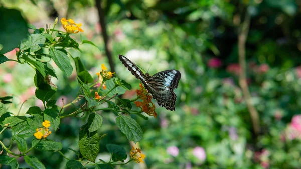 Papillon Tropical Assis Sur Une Plante Étudiant Les Habitudes Des — Photo