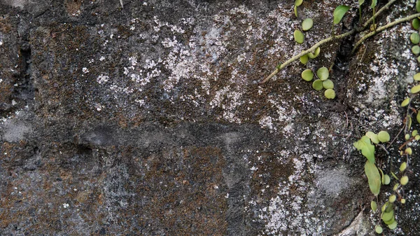 Textura Parede Concreto Com Fungo — Fotografia de Stock