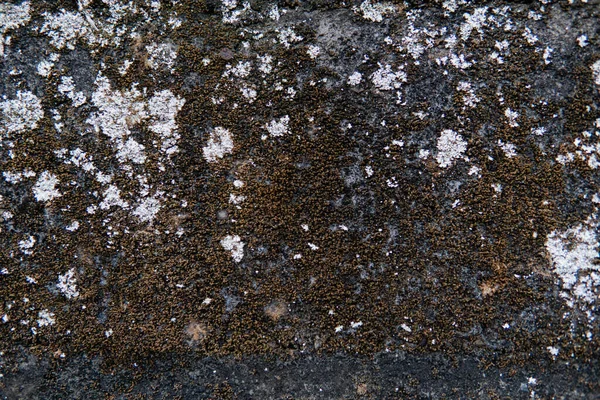 Textura Parede Concreto Com Fungo — Fotografia de Stock