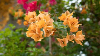 vahşi tropikal bitkiler ve çiçekler