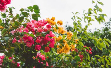 vahşi tropikal bitkiler ve çiçekler