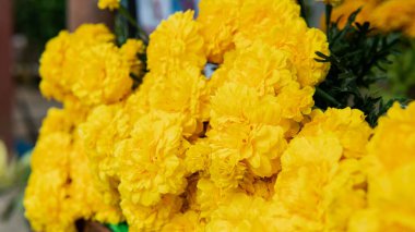 Budist ibadet geleneği ve rahiplere sunulan çiçekler.