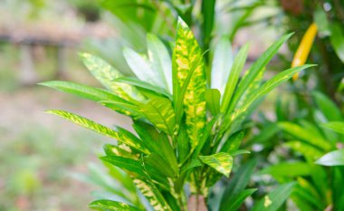 vahşi tropikal bitkiler ve çiçekler