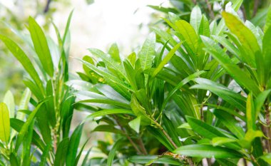 vahşi tropikal bitkiler ve çiçekler