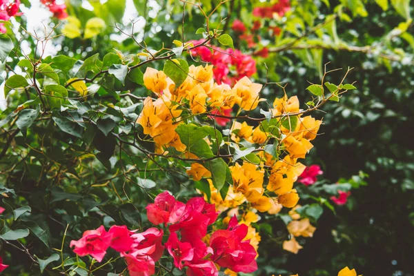 Дикие Тропические Растения Цветы — стоковое фото