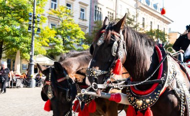 Krakow şehrindeki turistik yerler
