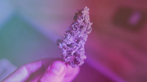 Kontroll Färska Marijuana Knoppar Manliga Händer — Stockfoto