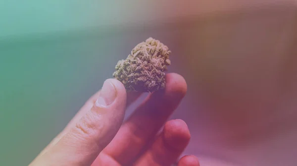 Vérifier Les Bourgeons Marijuana Frais Dans Les Mains Des Hommes — Photo