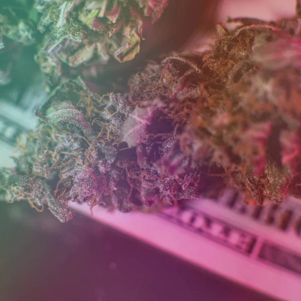 Professionele Marihuana Die Binnen Groeit Voor Recreatief Gebruik — Stockfoto