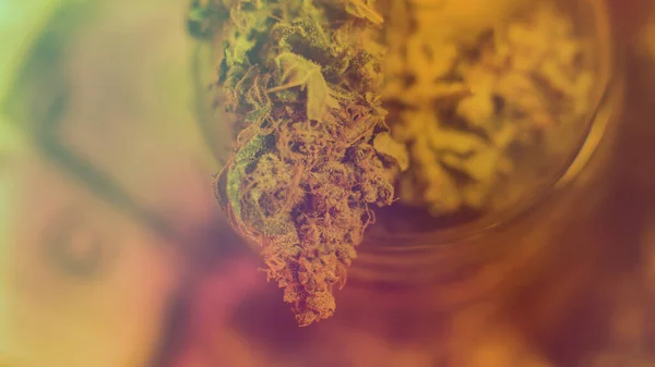 Marijuana Profesională Creștere Interior Pentru Recreațional — Fotografie, imagine de stoc