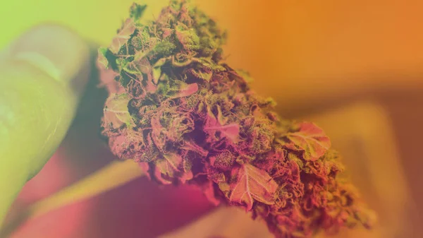 Controleren Van Verse Marihuana Knoppen Mannelijke Handen — Stockfoto