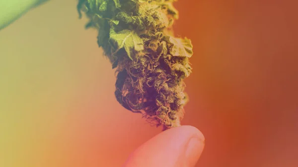 Professioneller Marihuana Anbau Innenräumen Für Den Freizeitkonsum — Stockfoto