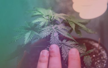 Profesyonel marihuana eğlence amaçlı kullanım için evde yetişiyor..