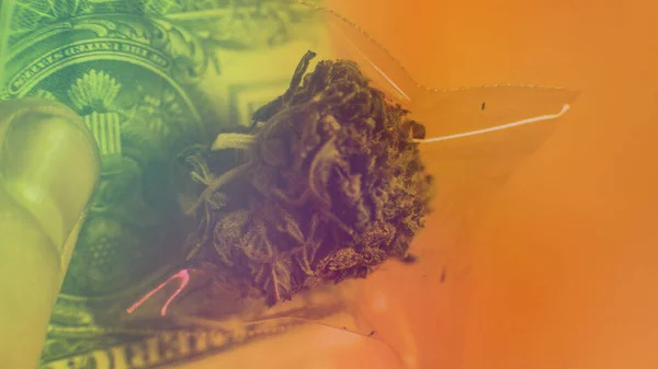 Tıbbi Marihuana Dünyadaki Marihuananın Yasallaştırılması — Stok fotoğraf