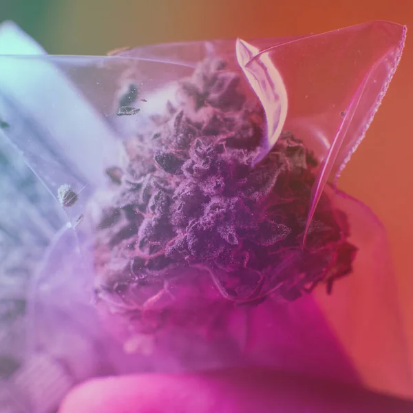 Färdiga Medicinska Thc Cbd Cannabisknoppar För Rökning — Stockfoto