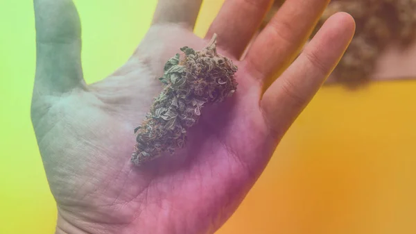 Checking Fresh Marijuana Buds Male Hands — Stock Photo, Image