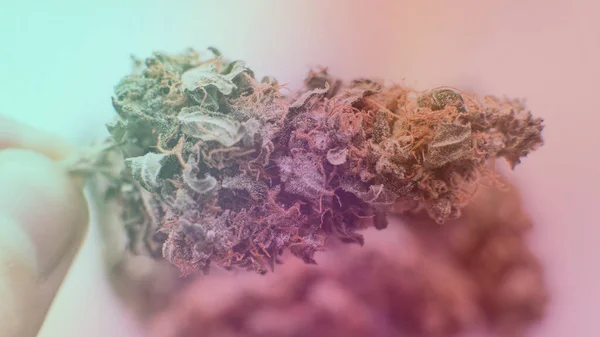 Kontroll Färska Marijuana Knoppar Manliga Händer — Stockfoto