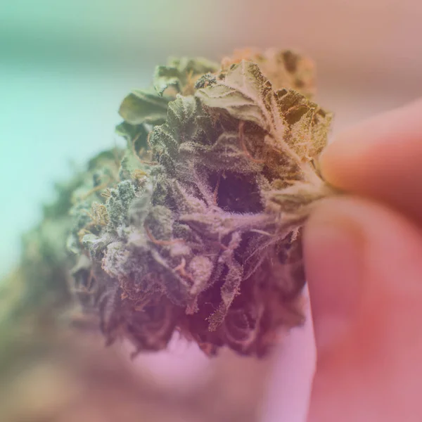 Kontroll Färska Marijuana Knoppar Manliga Händer — Stockfoto
