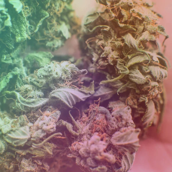 Medical Marijuana Legalization Marijuana World — Stock Photo, Image