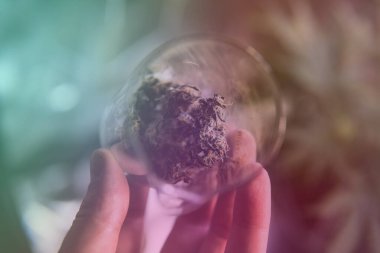 Tıbbi marihuana ve dünyadaki marihuananın yasallaştırılması.