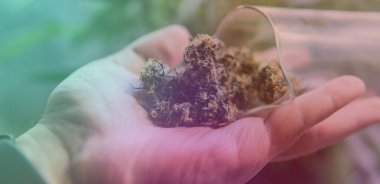 Profesyonel marihuana eğlence amaçlı kullanım için evde yetişiyor..