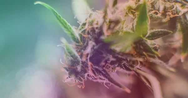 室内种植供娱乐用的专业大麻 — 图库照片