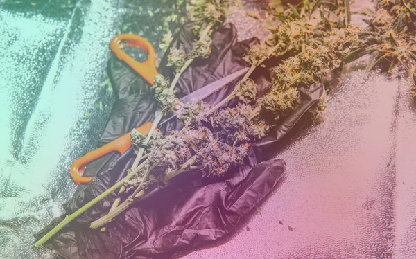 Erkeklerin Elindeki Taze Marihuana Tomurcuklarına Bakıyorum — Stok fotoğraf