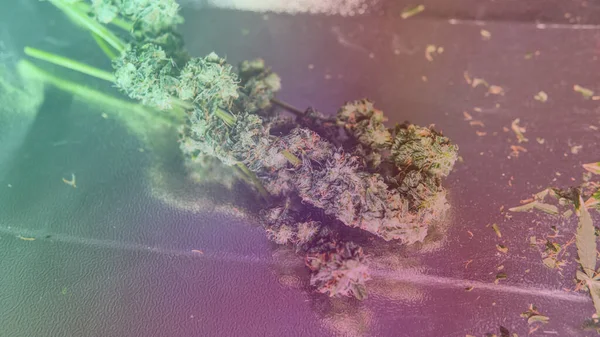 Medizinisches Marihuana Und Die Legalisierung Von Marihuana Der Welt — Stockfoto