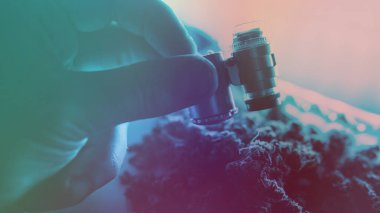 Erkeklerin elindeki taze marihuana tomurcuklarına bakıyorum..