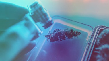 Sigara içmek için THC CBD esrar tomurcukları hazırlayın