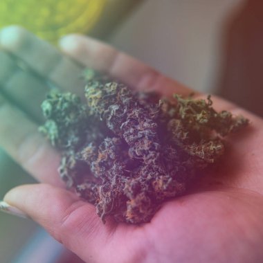 Otun tıbbi türlerini iyileştirmek