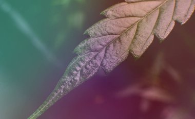 Büyüyen sativa ve indica türleri kapalı alanda.