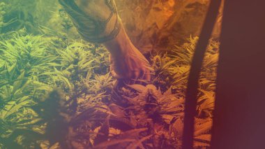 Büyüyen sativa ve indica türleri kapalı alanda.