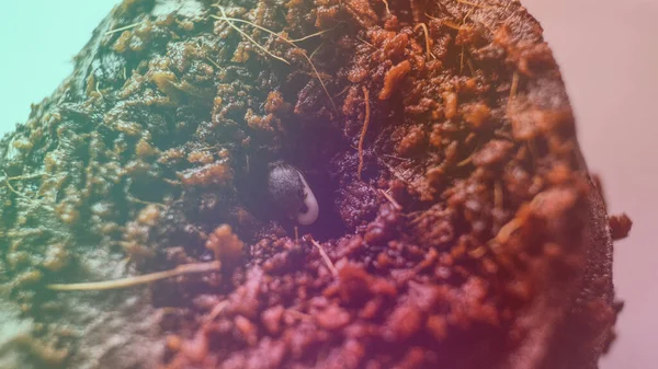 室内生长的沙门氏菌和沙门氏菌 — 图库照片