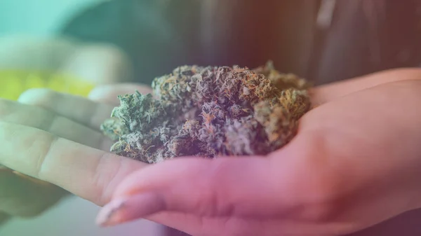 Medicinsk Marijuana Och Legalisering Marijuana Världen — Stockfoto