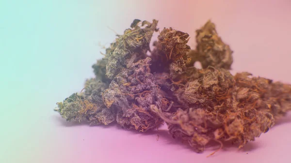 Controleren Van Verse Marihuana Knoppen Mannelijke Handen — Stockfoto