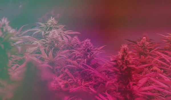 Controleren Van Verse Marihuana Knoppen Mannelijke Handen — Stockfoto