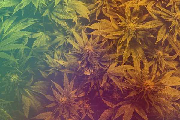 Odlande Sativa Och Indica Stammar Inomhus — Stockfoto