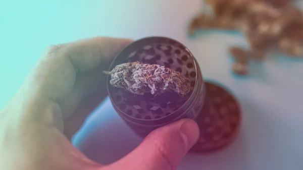 Tıbbi Marihuana Dünyadaki Marihuananın Yasallaştırılması — Stok fotoğraf