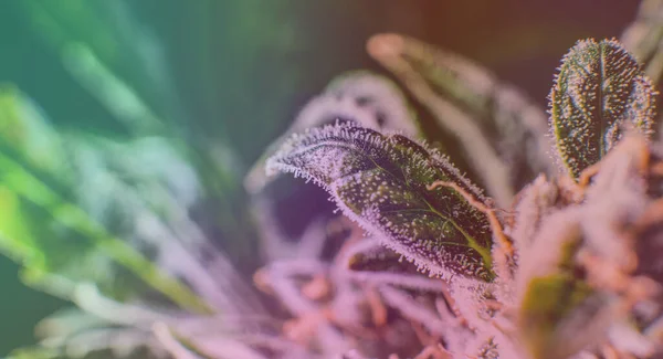 Otun tıbbi türlerini iyileştirmek