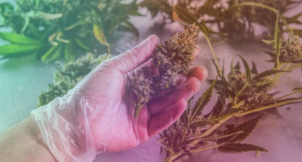 Otun tıbbi türlerini iyileştirmek