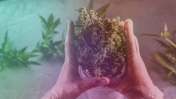 Guérir Les Souches Médicales Mauvaises Herbes — Photo